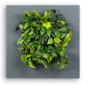 LivePicture 1 von Mobilane