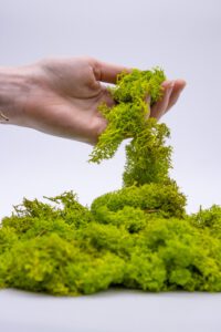 Mous Hellgrian von Organoid